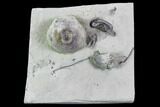 Fossil Crinoids and Brachiopods - Indiana #106302-1